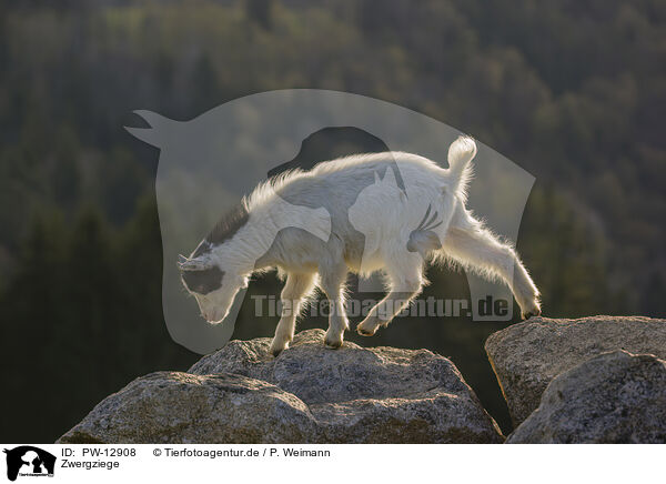 Zwergziege / pygmy goat / PW-12908