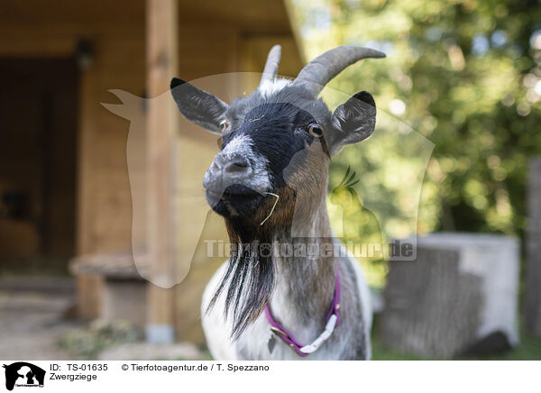 Zwergziege / pygmy goat / TS-01635