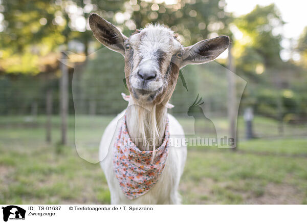 Zwergziege / pygmy goat / TS-01637