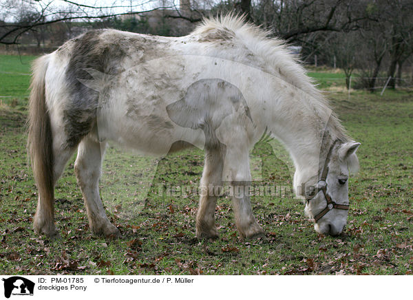 Dreckiges Pony Pm Schimmel Pferde Tierfotoagentur Bildagentur Mit Spezialisierung Auf Tierbilder Und Tierfotos