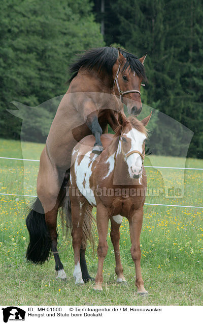 MH-01500 - Hengst und Stute beim Deckakt Bilder ...