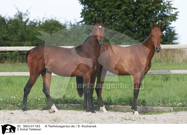 2 Achal Tekkiner / 2 akhal-teke horses / SKO-01183