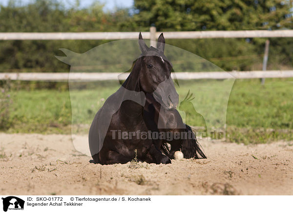 liegender Achal Tekkiner / lying Achal Tekkiner / SKO-01772