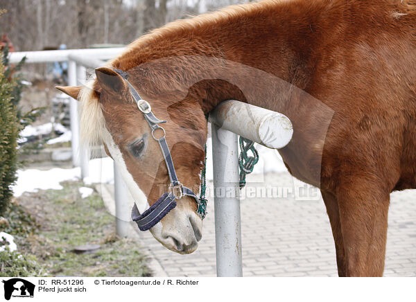 Pferd juckt sich / itching horse / RR-51296