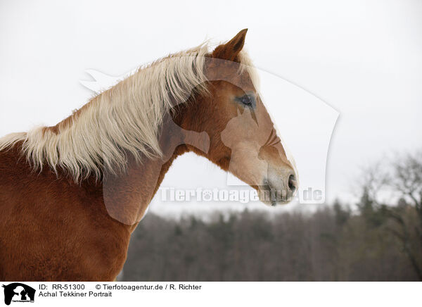 Achal Tekkiner Portrait / Akhal-Teke / RR-51300
