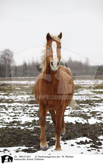trabender Achal Tekkiner / trotting Akhal-Teke / RR-51301