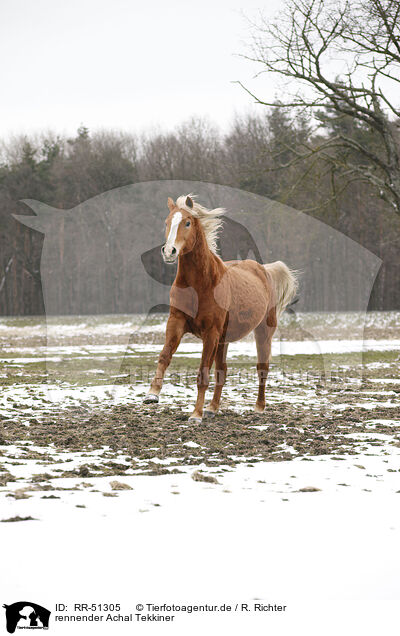 rennender Achal Tekkiner / running Akhal-Teke / RR-51305