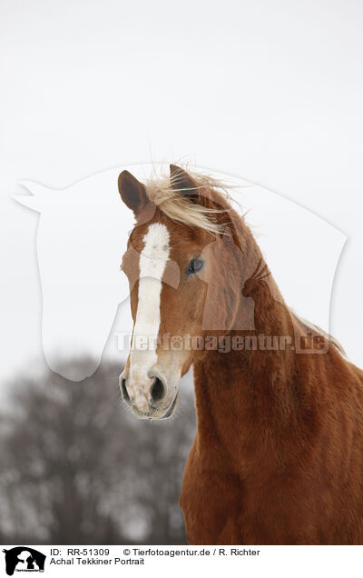 Achal Tekkiner Portrait / Akhal-Teke / RR-51309