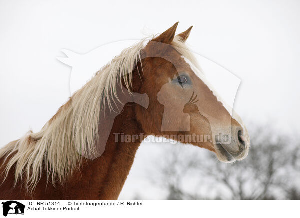 Achal Tekkiner Portrait / Akhal-Teke / RR-51314