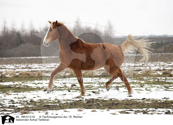 trabender Achal Tekkiner / trotting Akhal-Teke / RR-51319