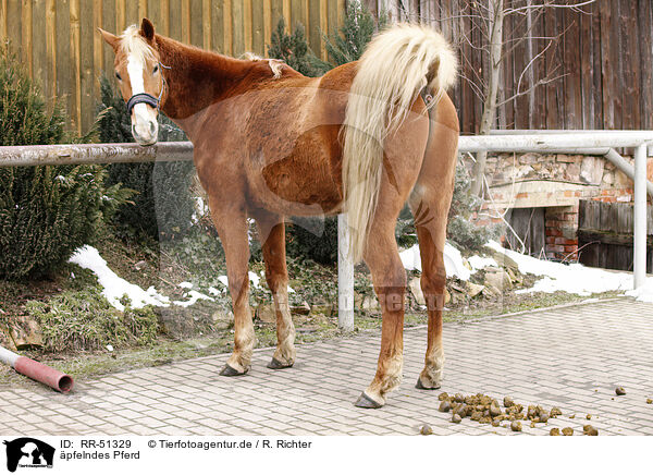 pfelndes Pferd / defecated horse / RR-51329