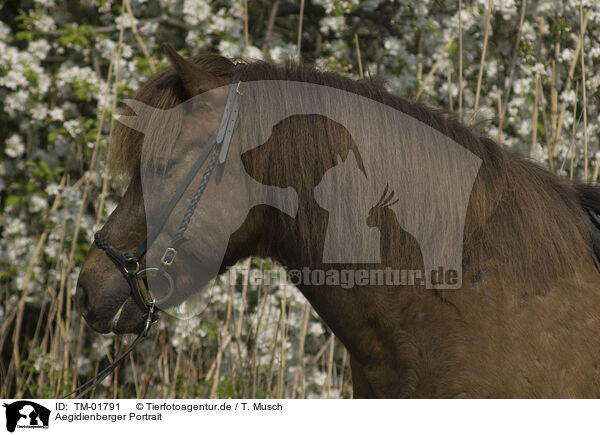 Aegidienberger Portrait / pony portrait / TM-01791