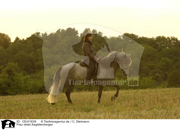 Frau reitet Aegidienberger / CD-01839