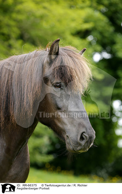 Aegidienberger Portrait / Aegidienberger Portrait / RR-66375