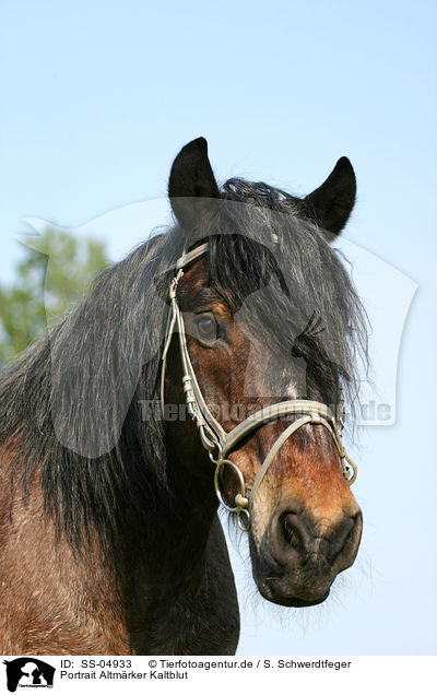 Portrait Altmrker Kaltblut / cart horse portrait / SS-04933