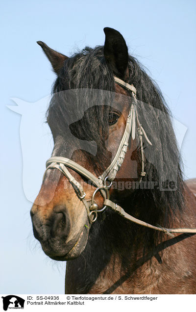 Portrait Altmrker Kaltblut / cart horse portrait / SS-04936