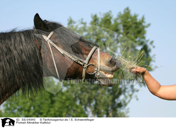 Portrait Altmrker Kaltblut / cart horse portrait / SS-04940