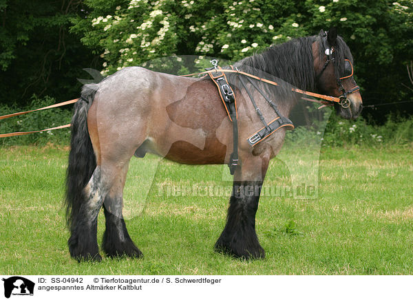 angespanntes Altmrker Kaltblut / standing cart horse / SS-04942