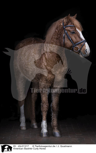 American Bashkir Curly Horse / JQ-01317