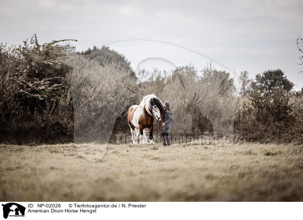 American Drum Horse Hengst / American Drum Horse stallion / NP-02026