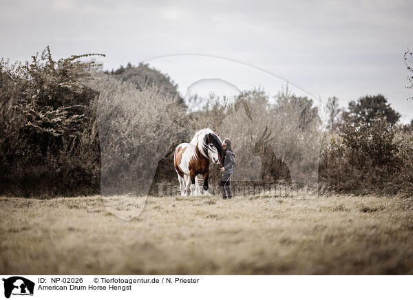 American Drum Horse Hengst / NP-02026