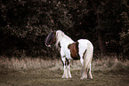 American Drum Horse Hengst