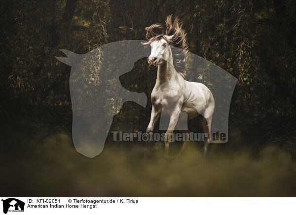 American Indian Horse Hengst / KFI-02051