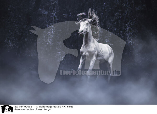 American Indian Horse Hengst / KFI-02052