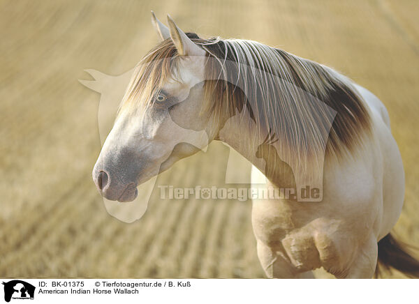 American Indian Horse Wallach / BK-01375