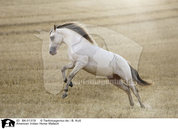 American Indian Horse Wallach / BK-01378