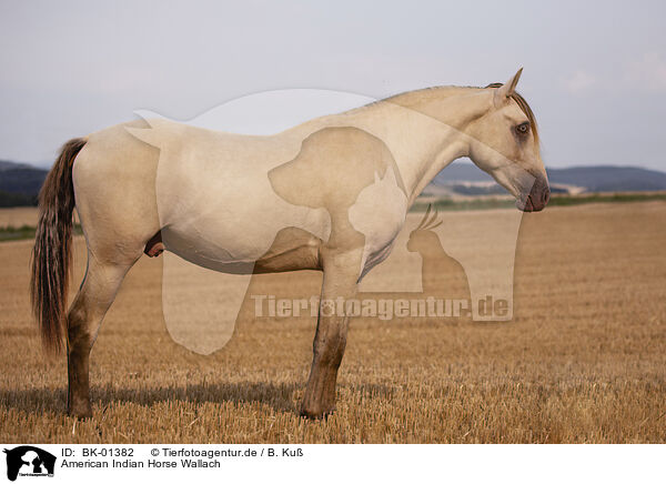 American Indian Horse Wallach / BK-01382