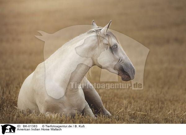 American Indian Horse Wallach / BK-01383