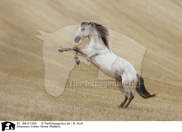 American Indian Horse Wallach / BK-01385
