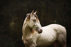American Indian Horse Portrait