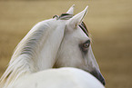 American Indian Horse Wallach