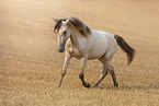American Indian Horse Wallach