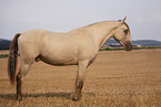 American Indian Horse Wallach