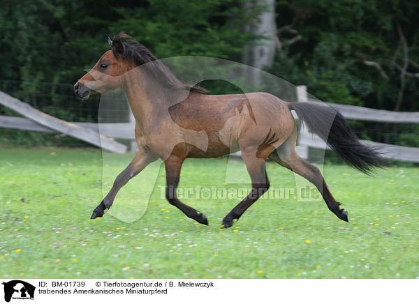 trabendes Amerikanisches Miniaturpferd / running American Miniature Horse / BM-01739