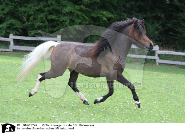 trabendes Amerikanisches Miniaturpferd / running American Miniature Horse / BM-01742