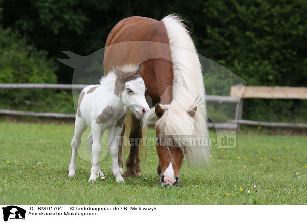 Amerikanische Miniaturpferde / American Miniature Horses / BM-01764