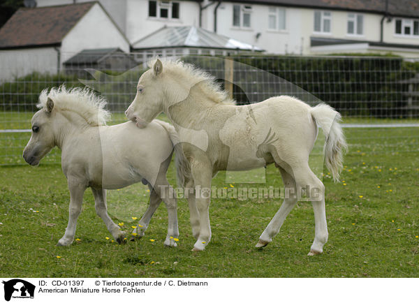 American Miniature Horse Fohlen / American Miniature Horse foals / CD-01397