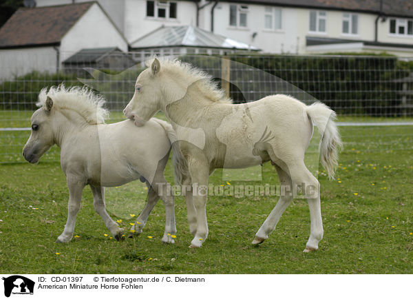 American Miniature Horse Fohlen / CD-01397