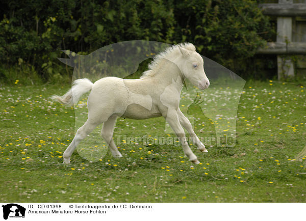 American Miniature Horse Fohlen / American Miniature Horse foal / CD-01398