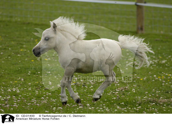 American Miniature Horse Fohlen / American Miniature Horse foal / CD-01400