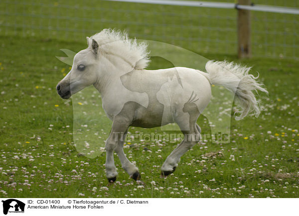 American Miniature Horse Fohlen / CD-01400