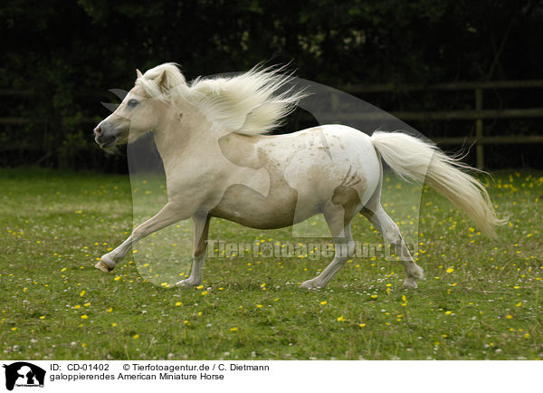 galoppierendes American Miniature Horse / galloping American Miniature Horse / CD-01402