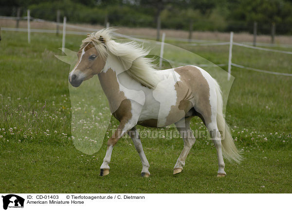 American Miniature Horse / American Miniature Horse / CD-01403