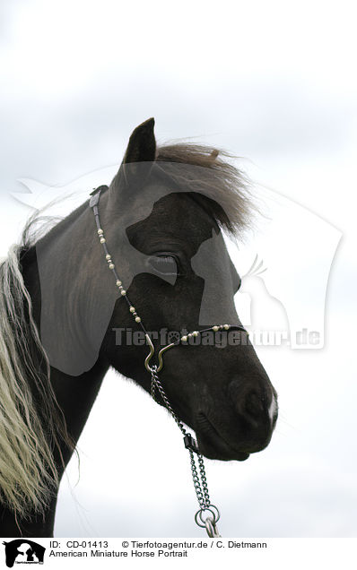 American Miniature Horse Portrait / CD-01413