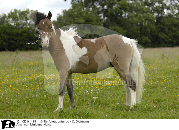 American Miniature Horse / American Miniature Horse / CD-01415