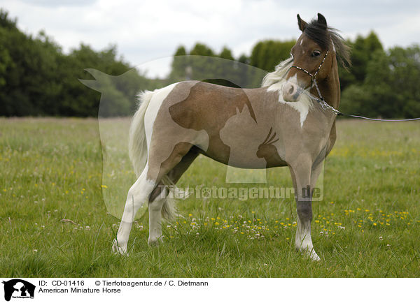 American Miniature Horse / American Miniature Horse / CD-01416